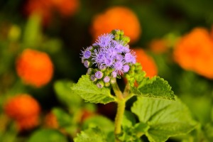 des fleurs violette et orange, nature